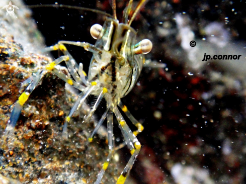 A Palaemon elegans | Crevette bouquet