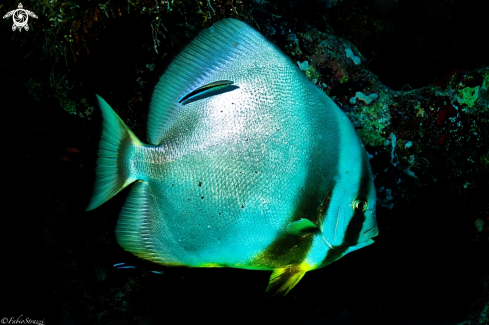 A Batfish