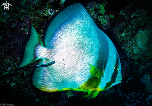 A Batfish