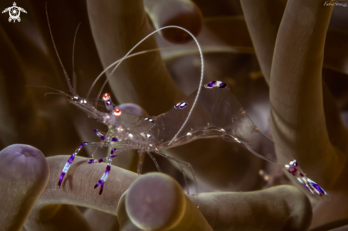 A Anemone Shrimp