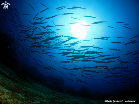 A barracuda