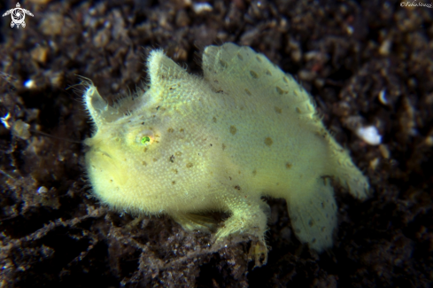 A Frogfish