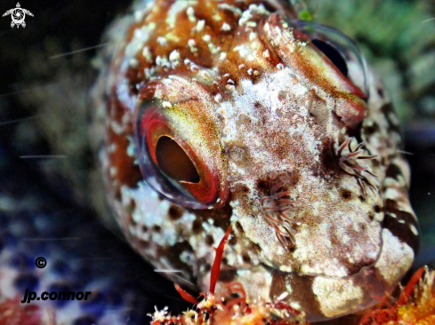 A Lipophrys trigloides | Blennie trigloïde