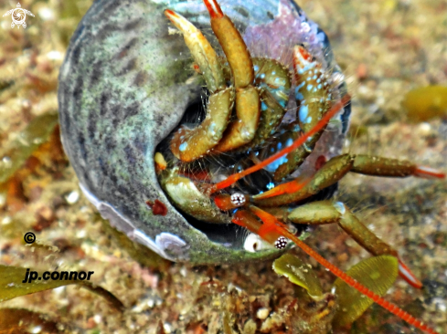 A Calibanarius erythropus | bernard l'hermite