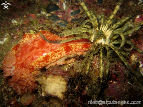 A spanish dancer