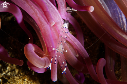 A Anemone Commensal Shrimp