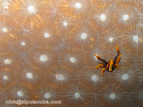 A squat lobster