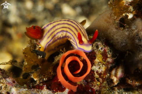 A Nudibranch