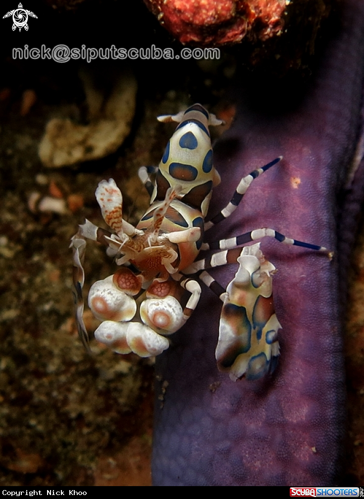 A harlequin shrimp 