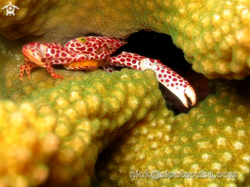 A reef crab