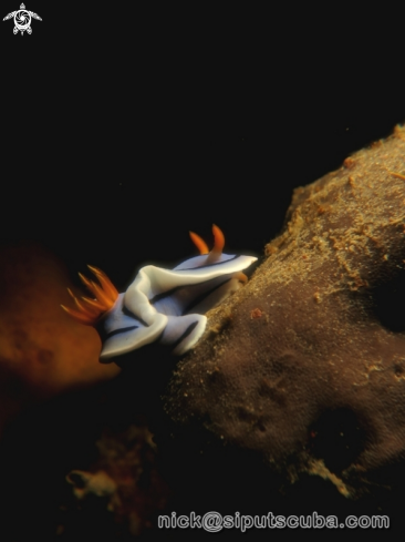 A chromodoris