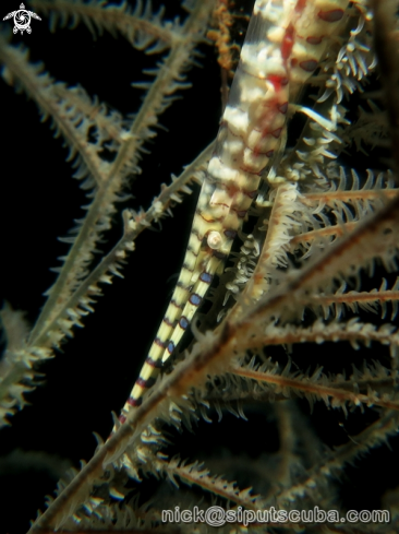 A saw blade shrimp