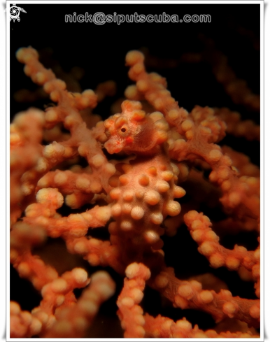 A pygmy seahorse