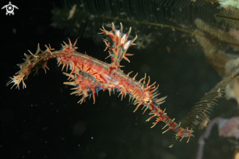 A Solenostomus paradoxus | Harlequin Ghost Pipefish