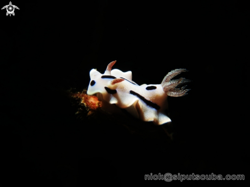 A chromodoris willani