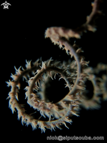 A whip coral