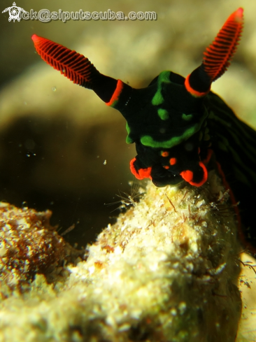 A nembrotha kurbayana