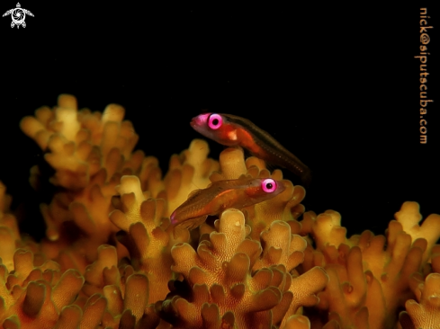 A pink eye goby