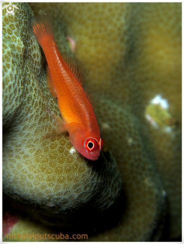 A goby