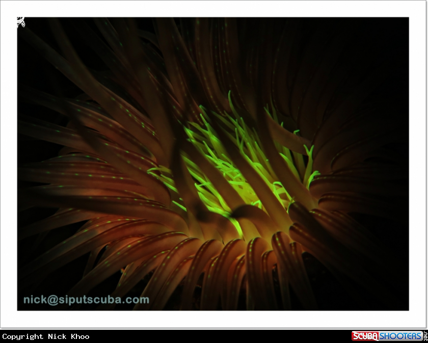 A anemone