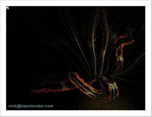 A feather star