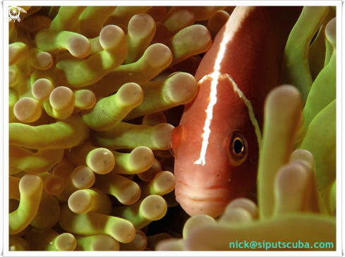 A skunk anemone