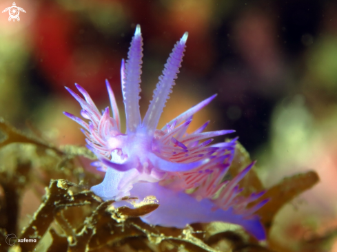 A Flabellina affinis | Flabellina affinis