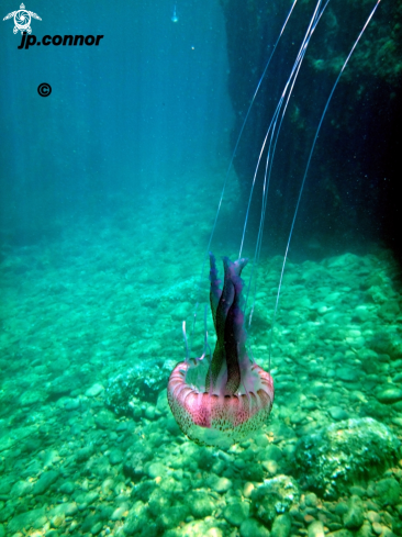 A Pelagia Noctiluca | Méduse pélagique