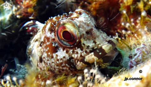 A Lipophrys trigloides | Blennie trigloïde