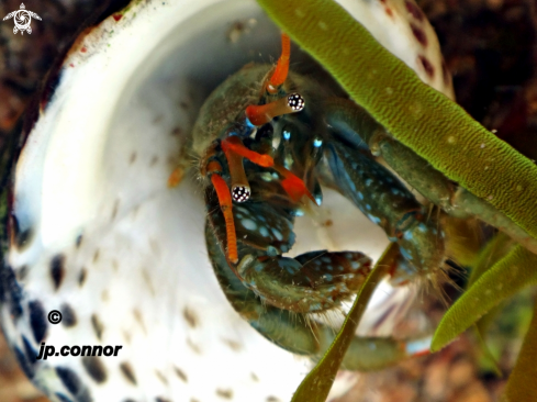 A Calibanarius erythropus | bernard l'hermite