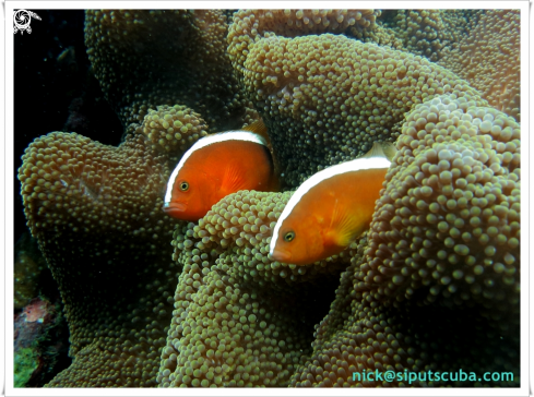 A skunk anemone fish