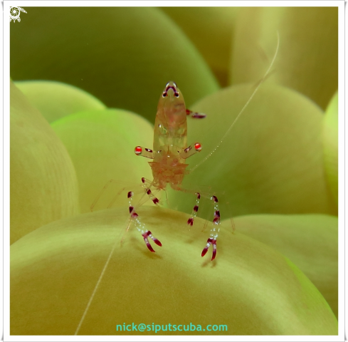 A commensal shrimp