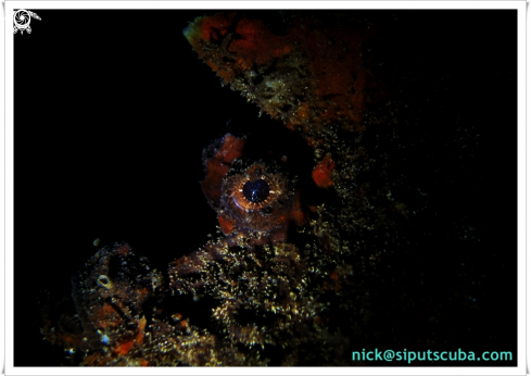 A scorpion fish