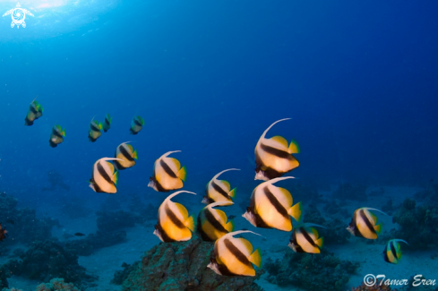 A Red Sea Bannerfish