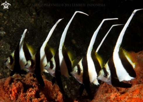 A Heniochus acuminatus | Long-fin bannerfish (juveniles)
