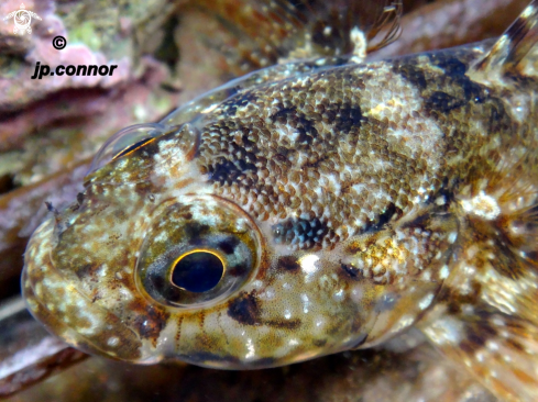 A  Gobius paganellus Linnaeus  | Gobie paganel