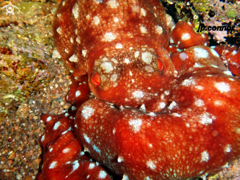 A Callistoctopus macropus | Poulpe tacheté