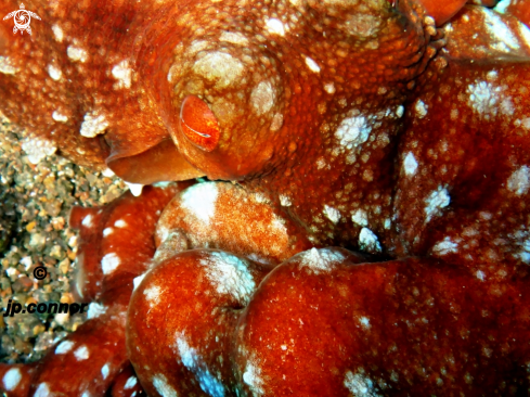 A Callistoctopus macropus | Poulpe tacheté