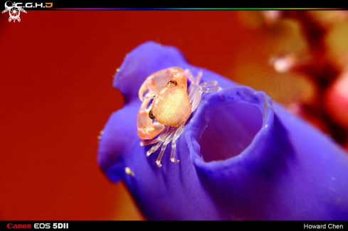 A underwater creature