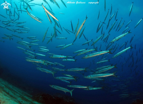 A Sphyraena viridensis | barracuda