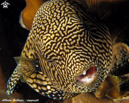 A Arothron mappa | puffer fish