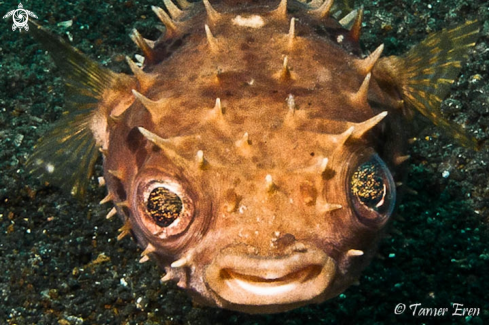 A Yellowspotted Burrfish