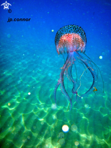 A Pelagia Noctiluca | Méduse pélagique