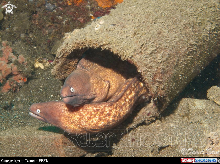 A Little Moray Eels