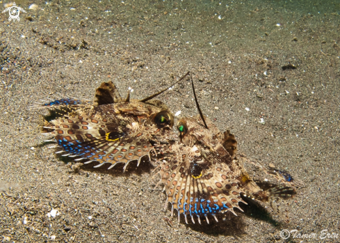 A Dactyloptena orientalis | Juvenile Flying Gurnard