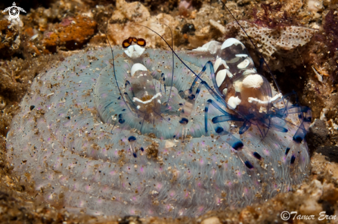 A Periclemenes Brevicarpalis | Anemone Shrimp 