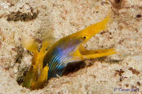 A Blue Ribbon Eels