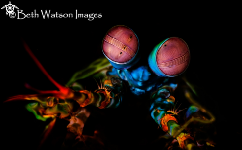 A Stomatopoda | Mantis Shrimp