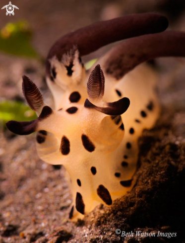 A Undescribed Nudibrach | Nudibrach