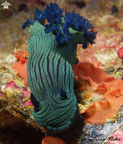 A Nembrotha milleri | Nudibranch